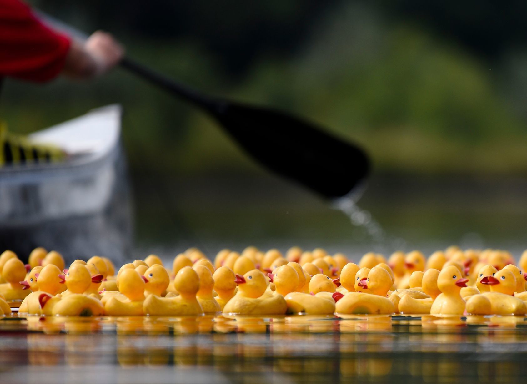 Rubber Duck Regatta